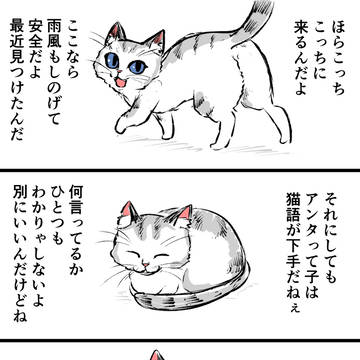 original, cat, animal / 母猫と体の大きい子猫たち
