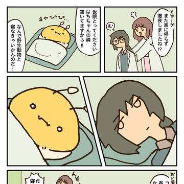 添い寝はち / February 21st, 2025