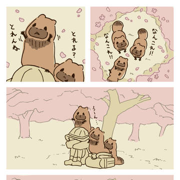 Actually, it is. / お花見たぬき / April 8th, 2025